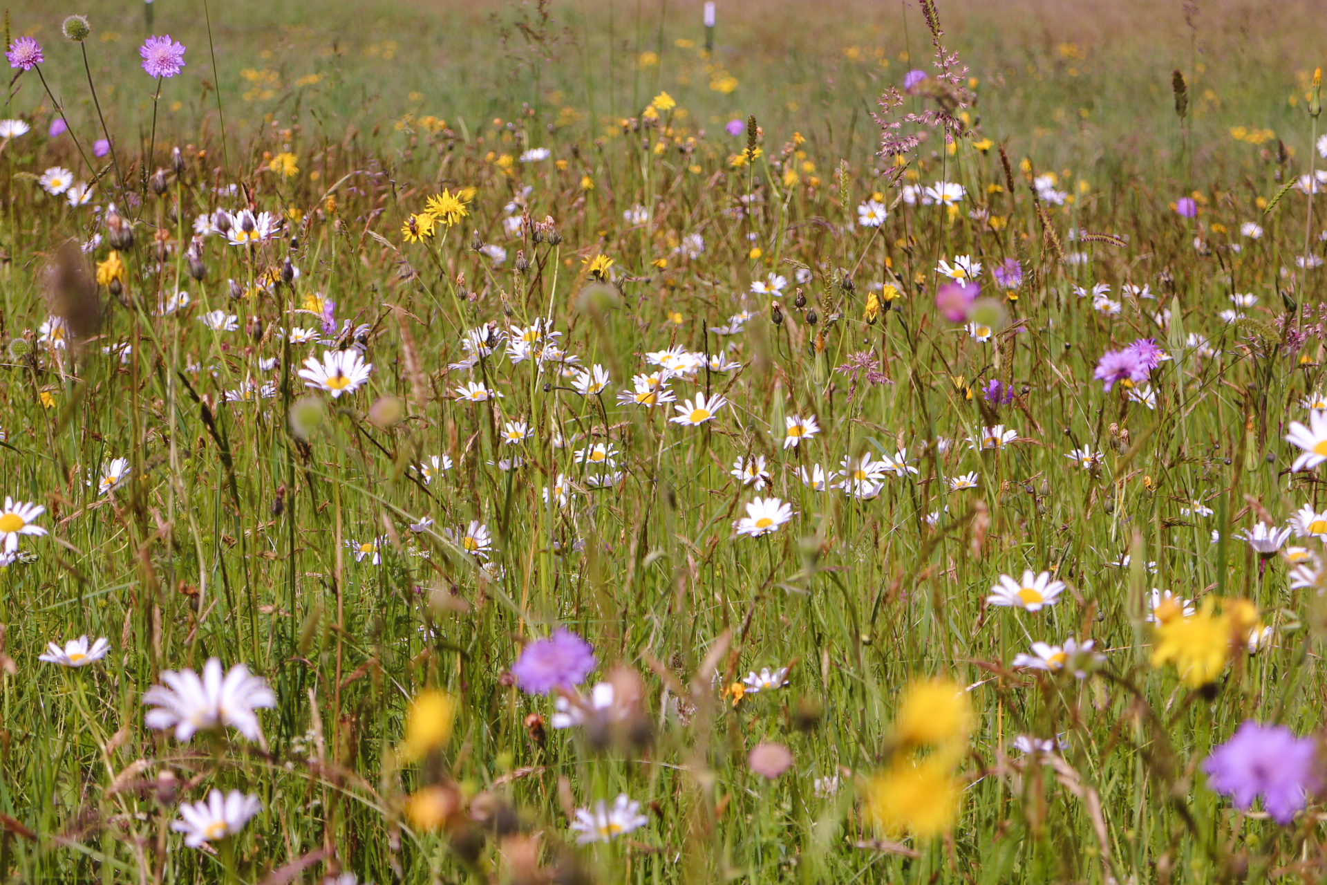 Blumenwiese auf dem Naturschutzhof Going Artenreich