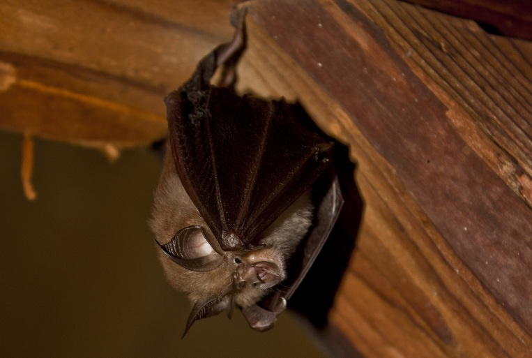 Fledermaus im Dachstuhl des Schloss Lengberg