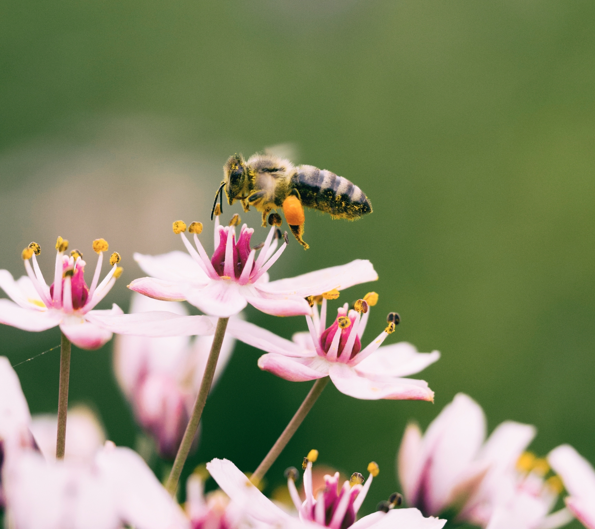 Biene auf rosa Blüten