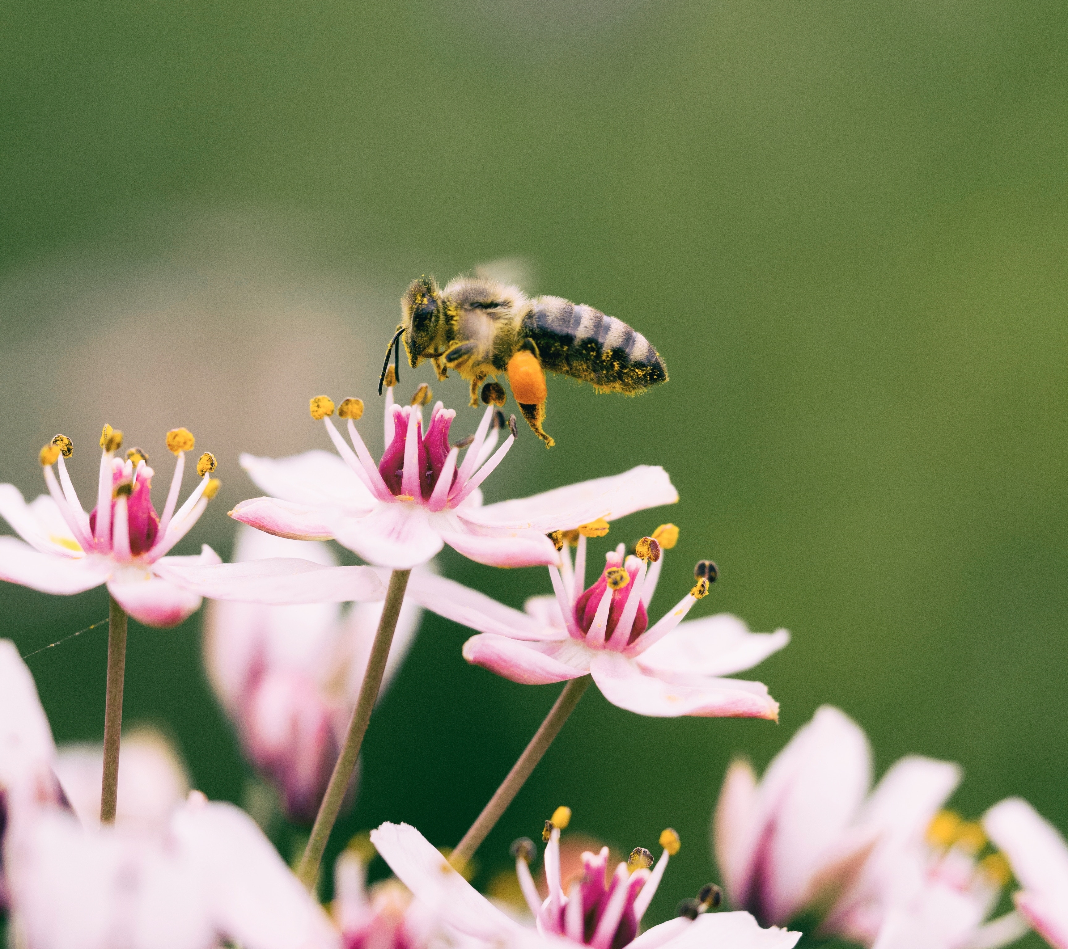 Biene auf rosa Blüten