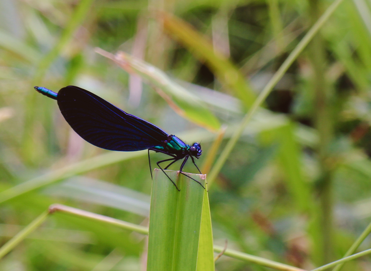 Blauflügelprachtlibelle in Wiese