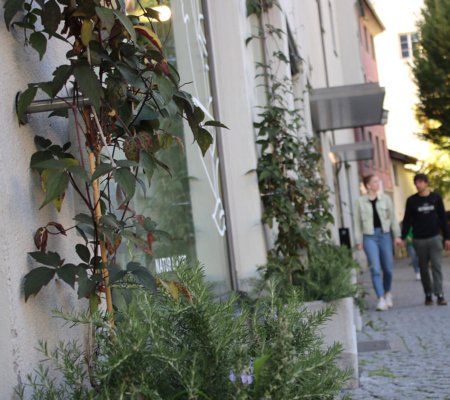 Fassadenbegrünung in Feldkirch
