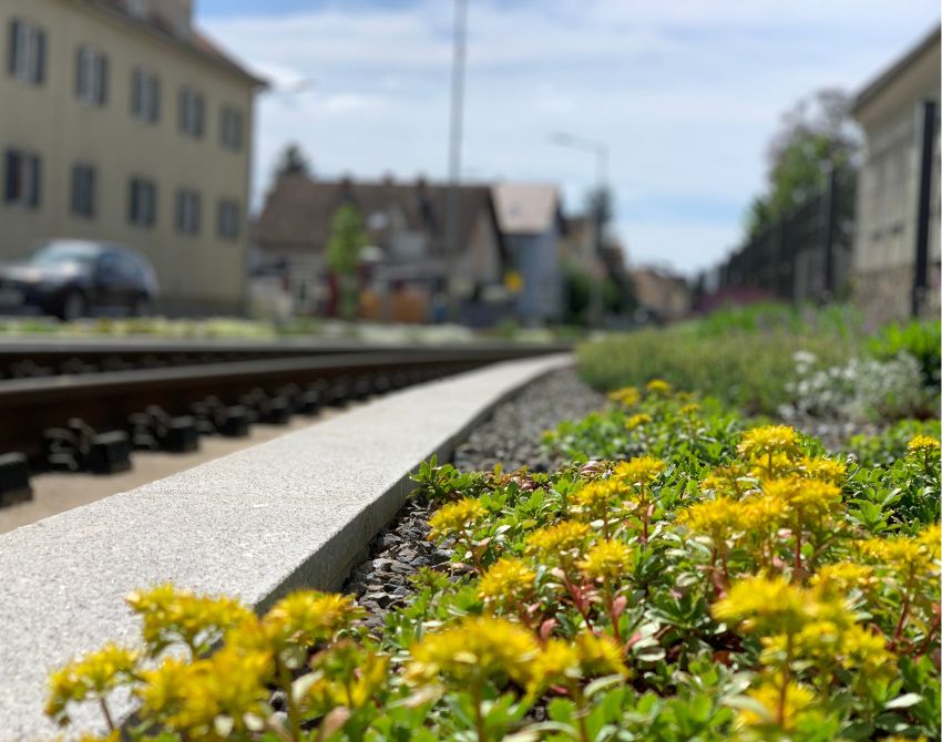 Zugschienen und gelbe Bluemen im Vordergrund, Häuserzeile und Straße im Hintergrund