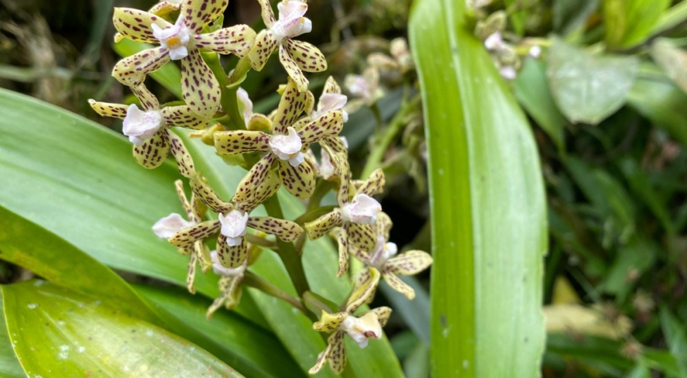 Orchideenrettung