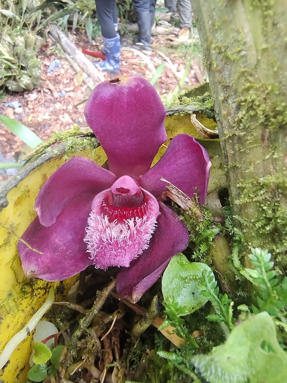 Orchidee, die auf der Tour durch das Naturschutzgebiet Cerro el Ingles entdeckt wurde