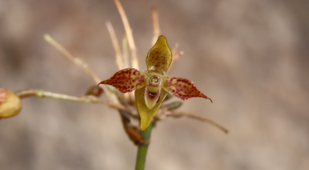 Orchideen