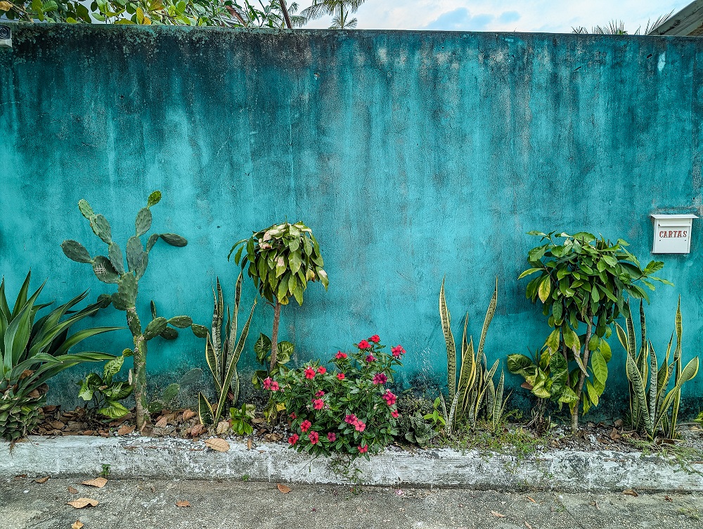 Pflanzen vor einer blauen Mauer