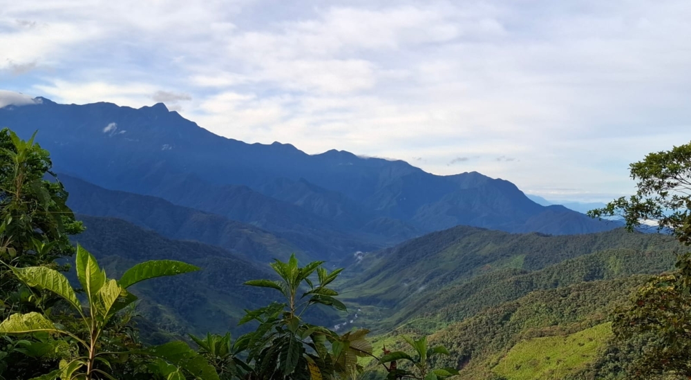 Regenwald und Berge