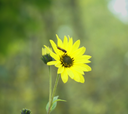 Blume mit Biene